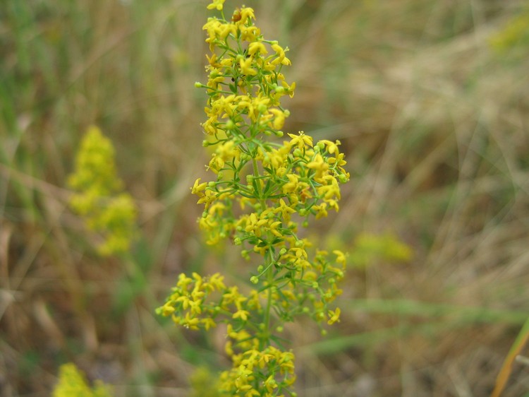 Galium verum